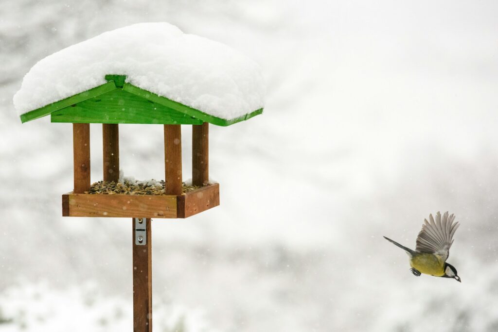 bird flying near birdhouse