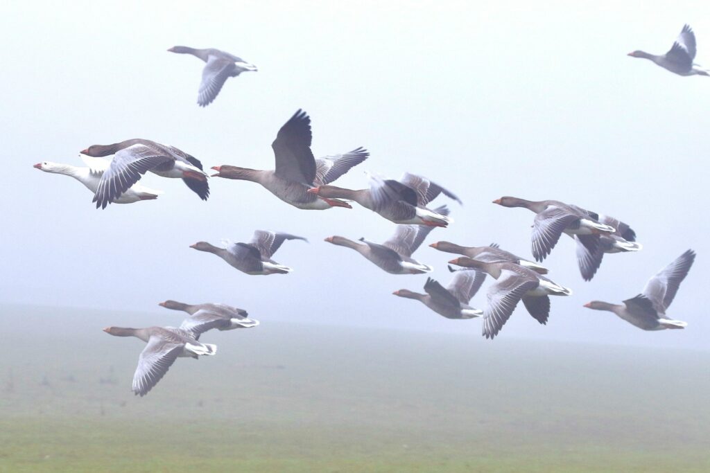 A flock of Pink-footed geese flies in a misty sky over a field.
