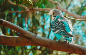 A colorful Budgerigar with blue and white plumage perched on a branch.