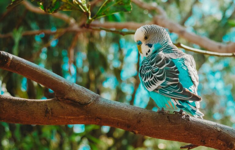 A colorful Budgerigar with blue and white plumage perched on a branch.