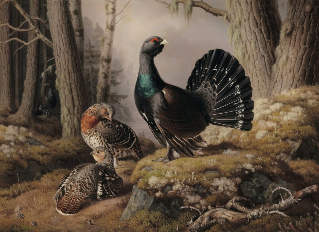 A painting shows three Capercaillies in a forest setting.
