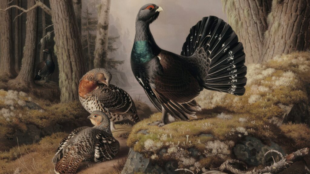 A painting shows three Capercaillies in a forest setting.