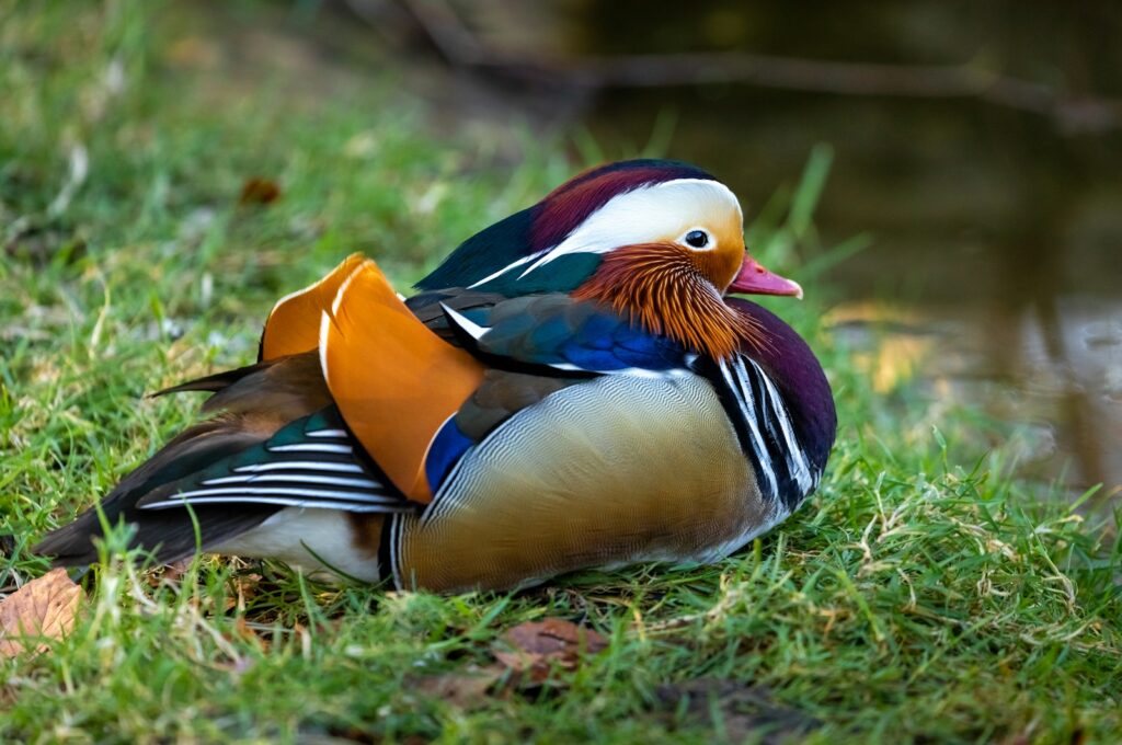 A mandarin duck on the grass during the day