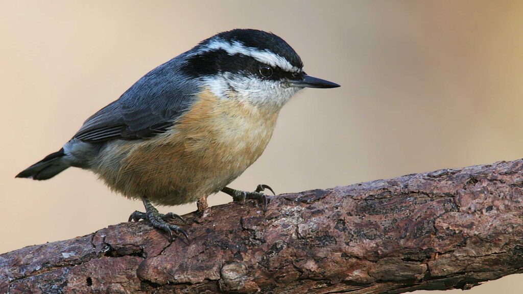 Close-up of a Red-breasted Nuthatch perched on top of a tree branch