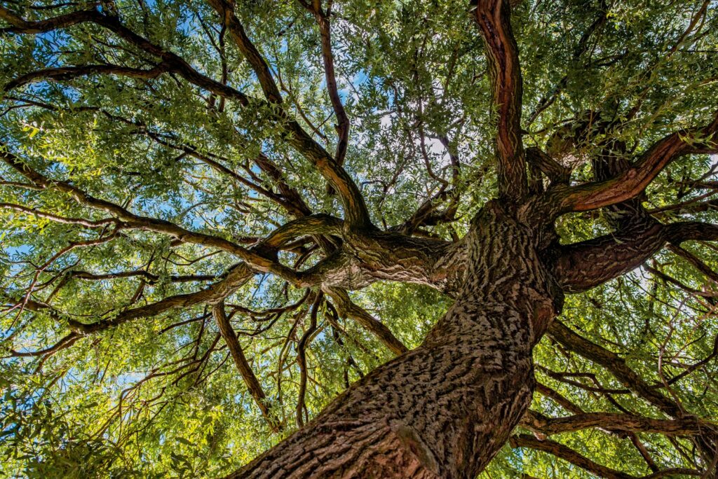brown tree with green leaves during daytime