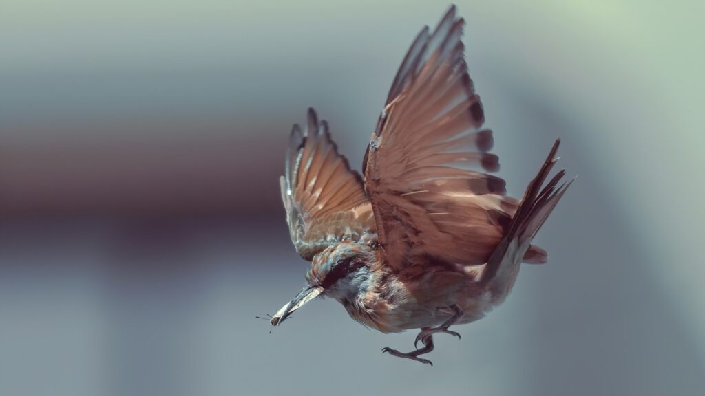 A brown and blue bird flying.