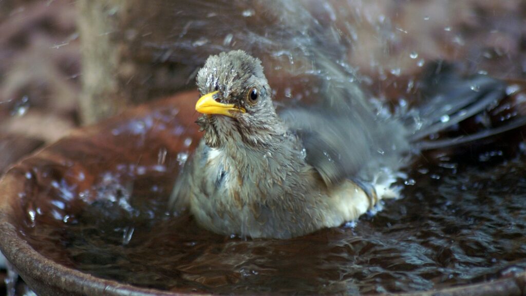 African thrush bathing in a water bowl.