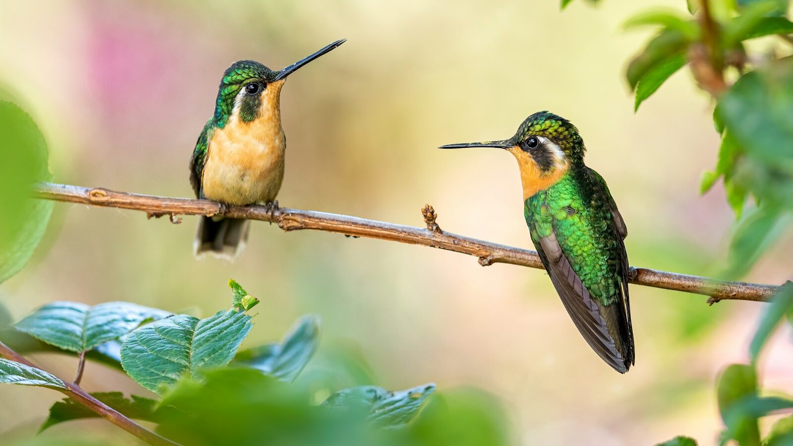 Hummingbirds perched together on a branch