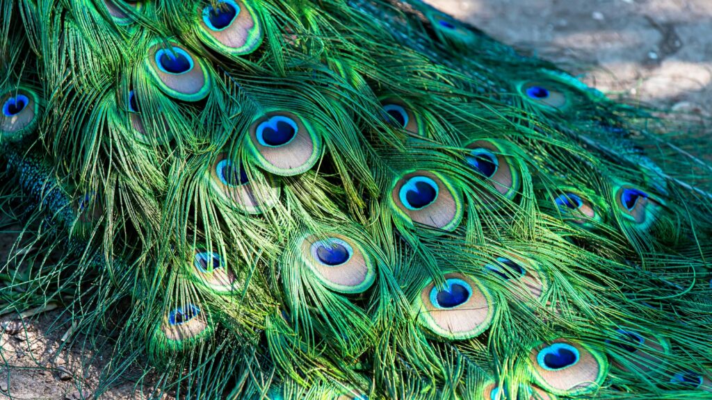 Peacock tail feathers trailing along the ground