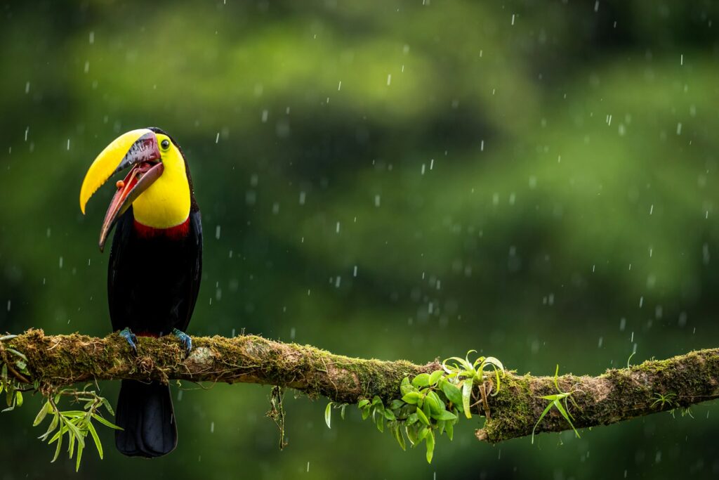 Chestnut-mandibled toucan perched on a branch.