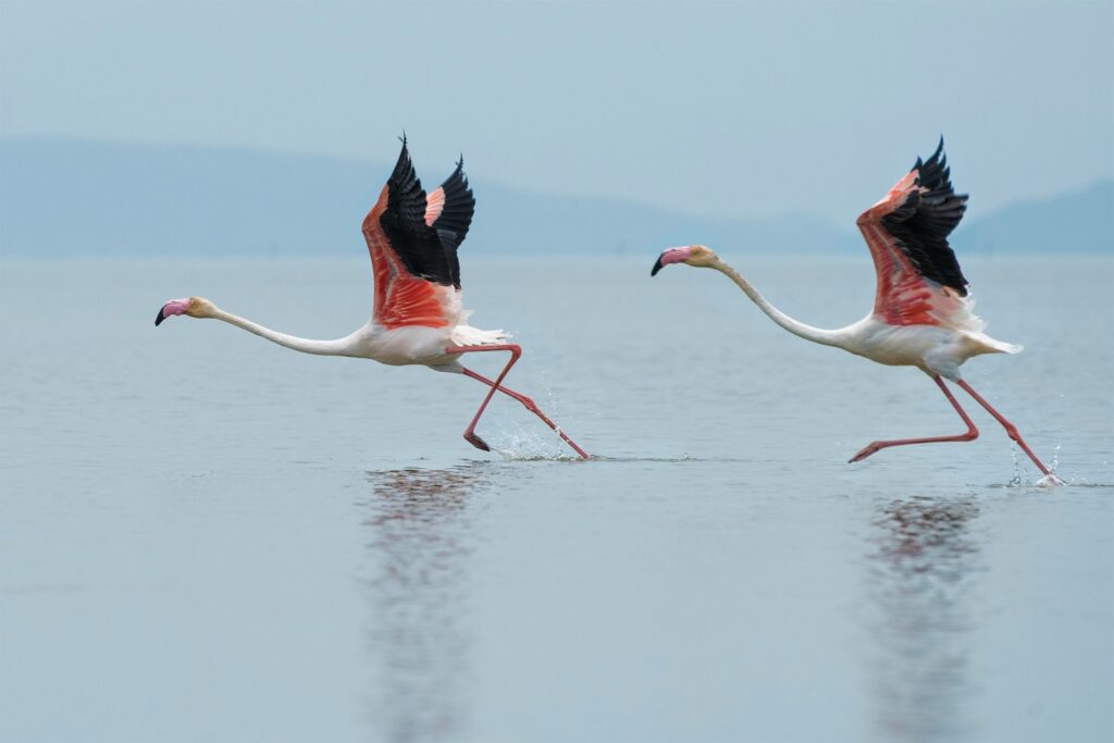 Two pink flamingos run across water, spreading their wings in flight.
