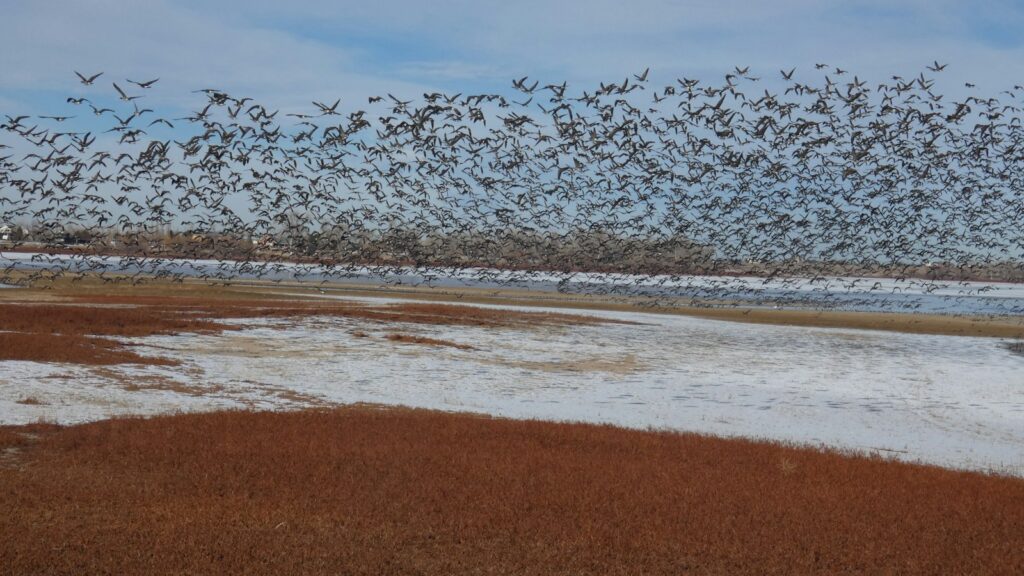 A large flock of birds flying over open field beside a body of water.