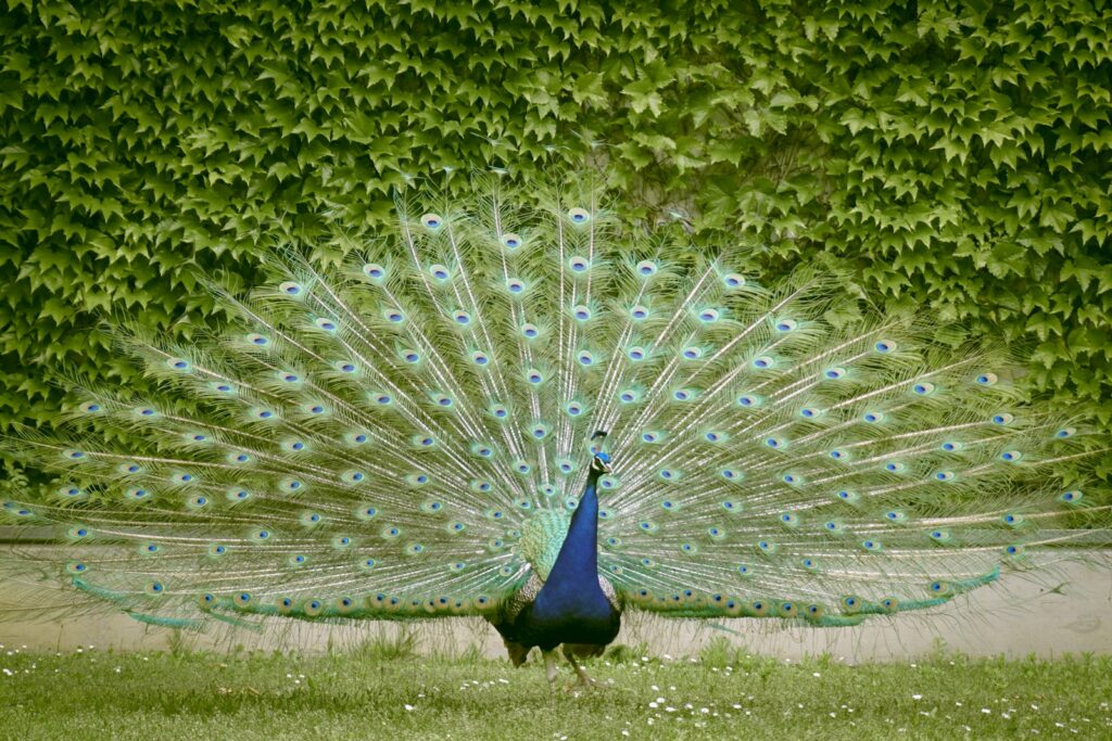 blue peacock on green grass field during daytime.