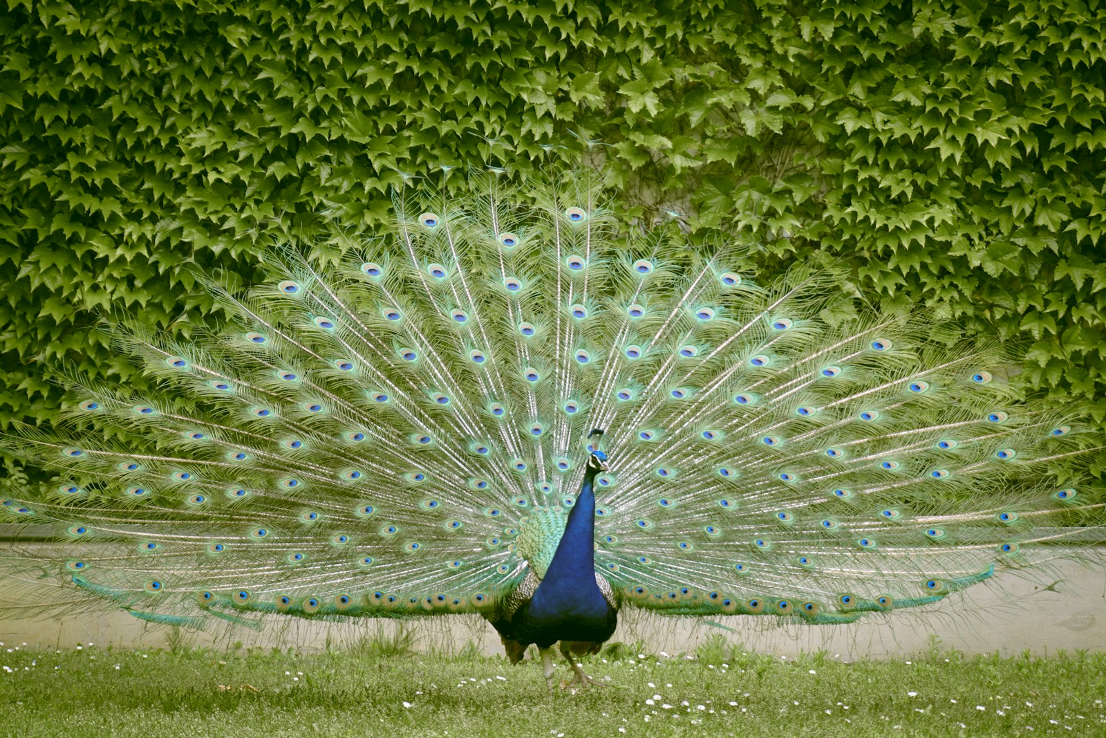 blue peacock on green grass field during daytime.
