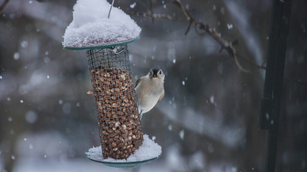 Gray passerine bird feeding at a gray metal bird feeder during winter