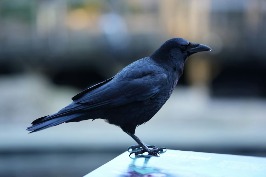 A sleek, dark raven stands perched with its sharp beak slightly open.
