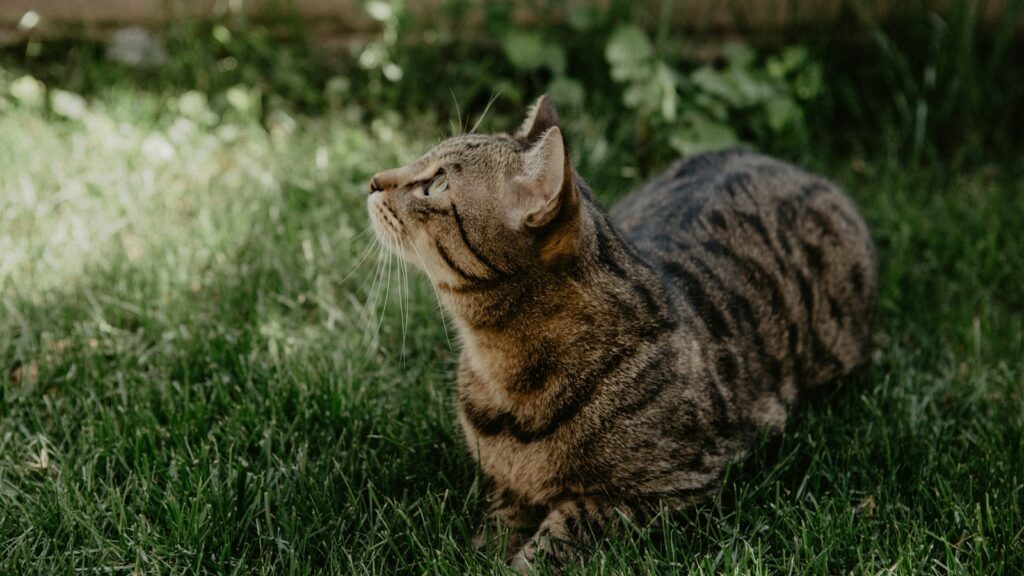 Cat resting in grass with head tilted up