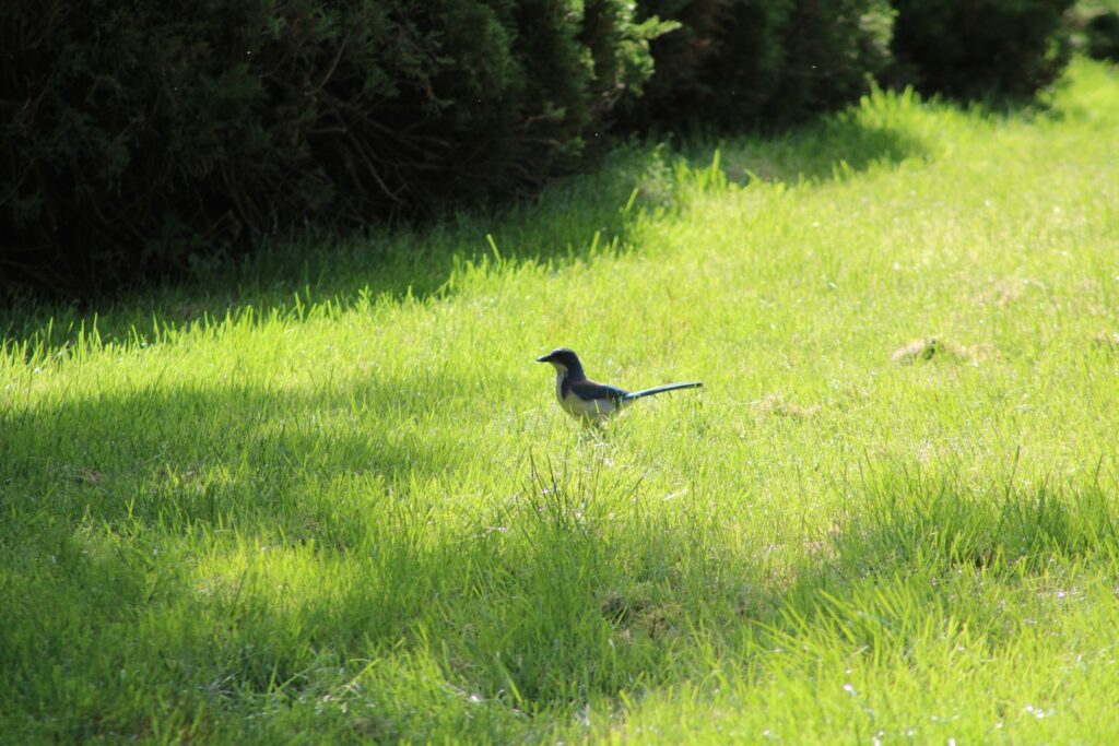 A bird standing in the middle of a lush green field.