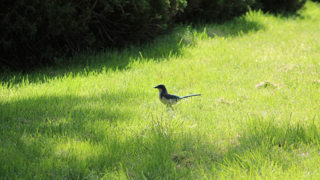 A bird standing in the middle of a lush green field.