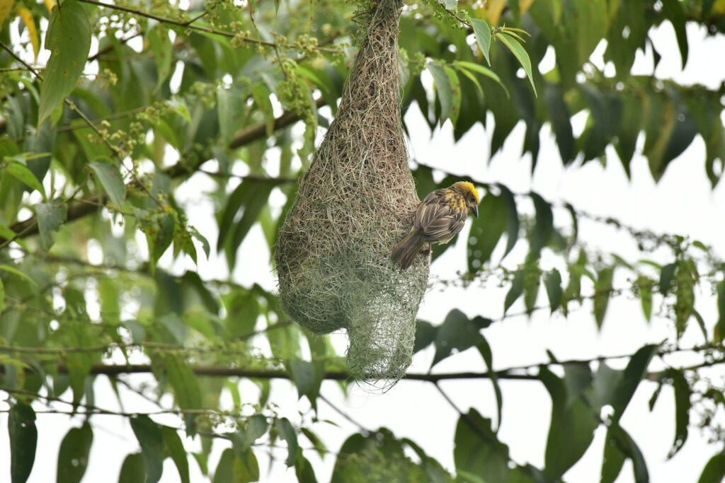 A Village Weaver bird perches on its intricately woven nest hanging from a tree branch.