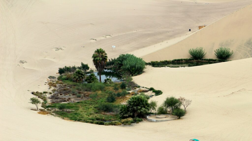 Desert oasis with greenery and a small water body