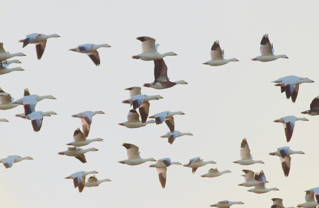 Snow geese fill the sky, a mesmerizing pattern of white wings.