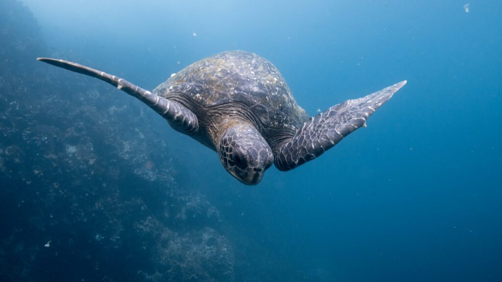 Underwater view of sea turtle swimming