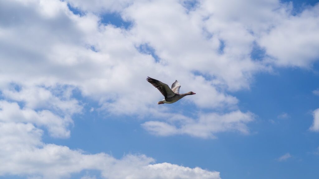 Goose captured mid-flight under a clear sky with scattered clouds