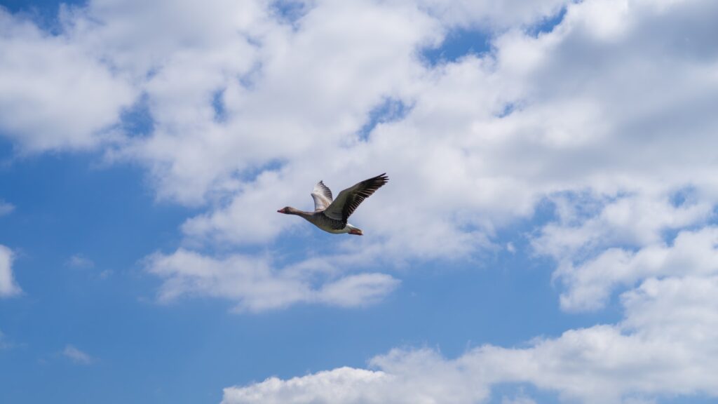Goose flying in the cloudy blue sky with wings fully extended