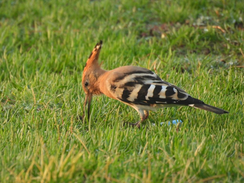A bird standing in a field of green grass.