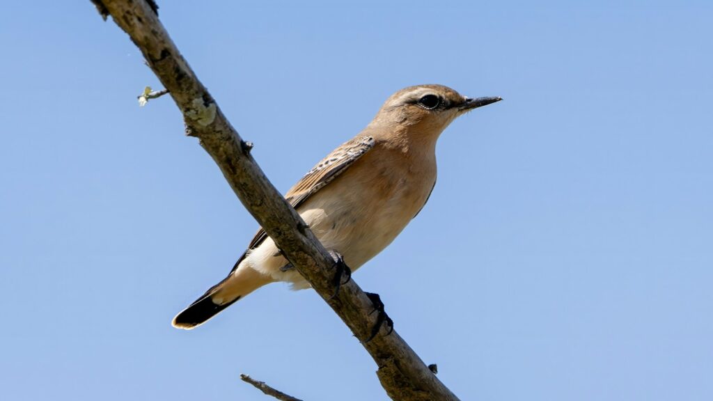 A Northern Wheatear sitting on a branch against a backdrop of a clear blue sky