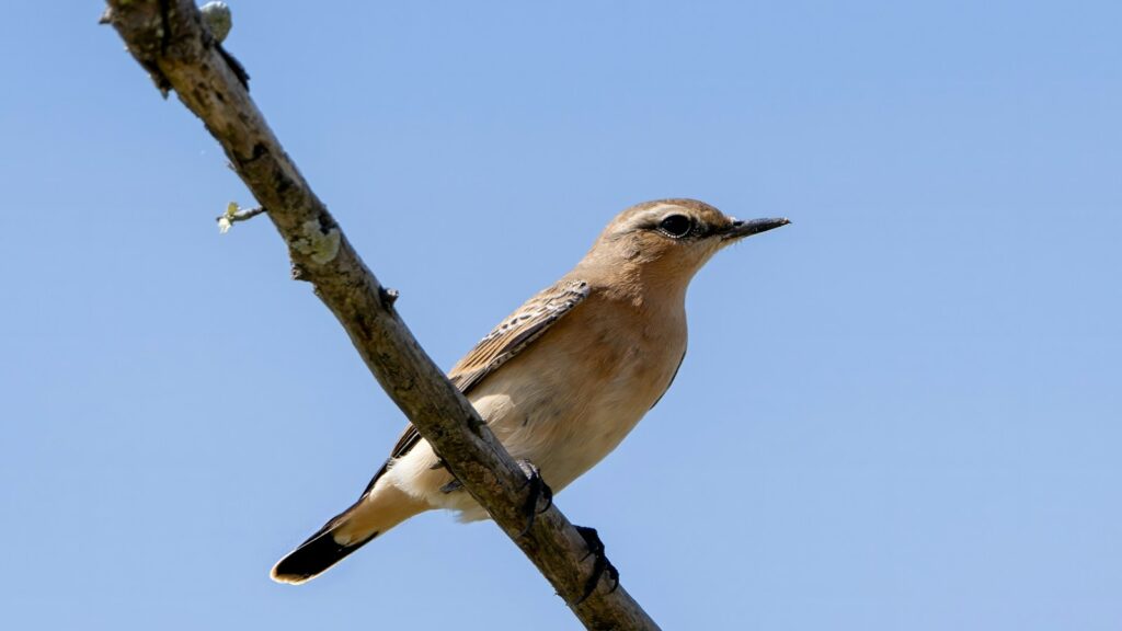 Close-up of a Northern Wheatear perched on a branch
