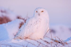 A Snowy Owl sits in a snowy landscape.