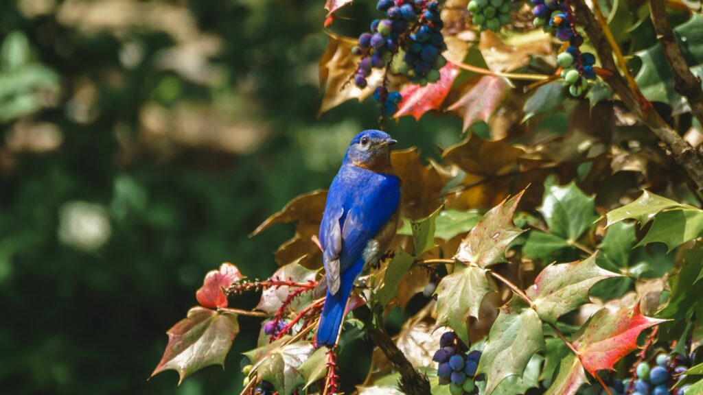 blue bird resting on a berry-covered branch