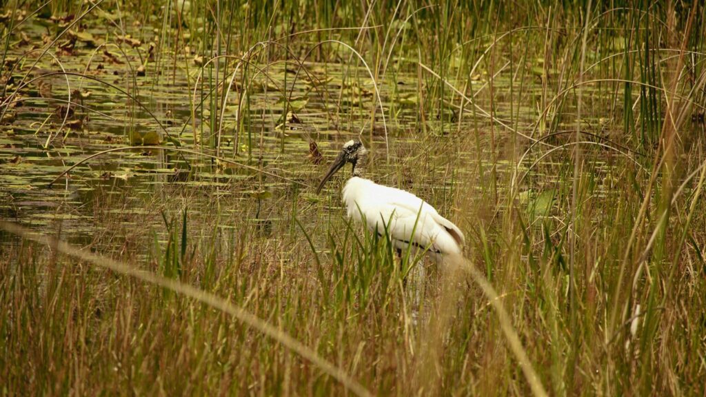 Wood Stork standing near water amid tall grass in a wetland environment