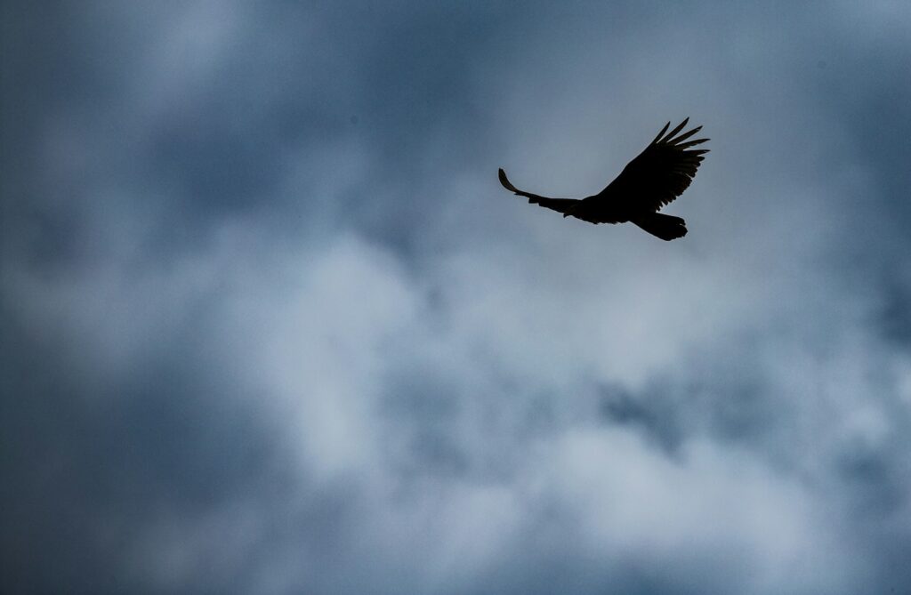 silhouette of a large bird soaring through a gray, cloud-filled sky