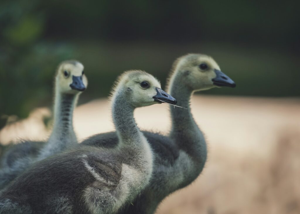 Three gray domestic geese and black ducklings are visible in the image.