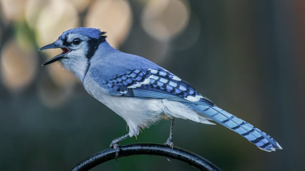 Blue Jay perched on a metal surface singing
