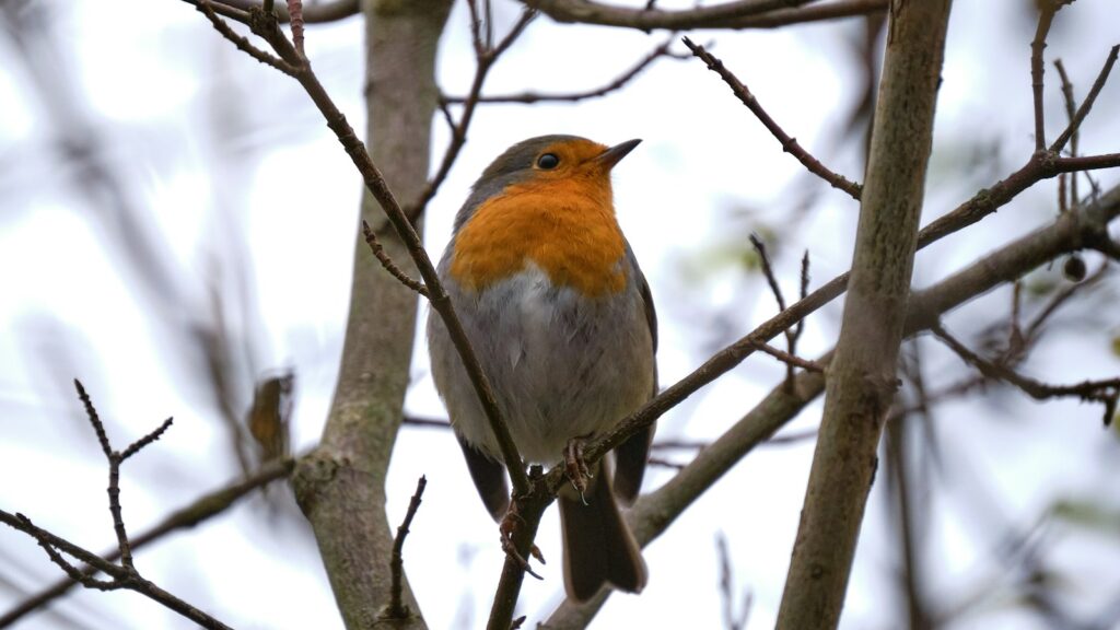 European Robin perched on a bare branch