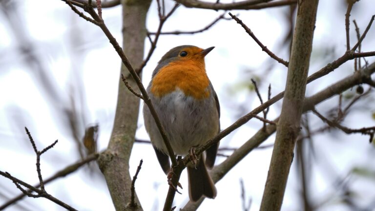 European Robin perched on a bare branch