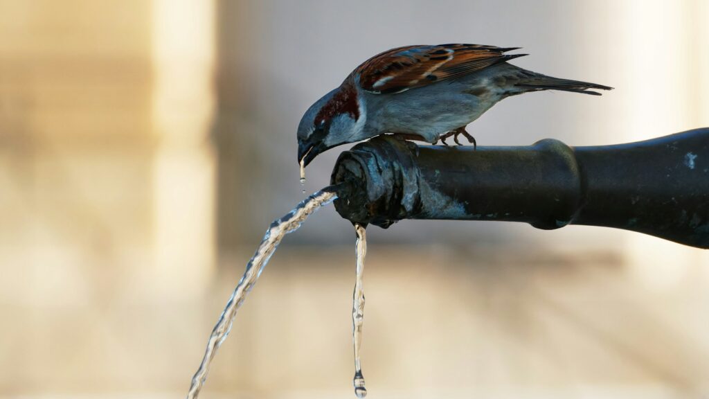 Sparrow drinking from a fountain.