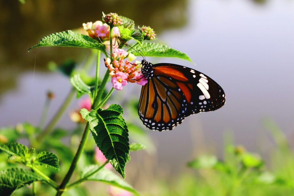 A Plain Tiger butterfly feeds on pink and yellow flowers.