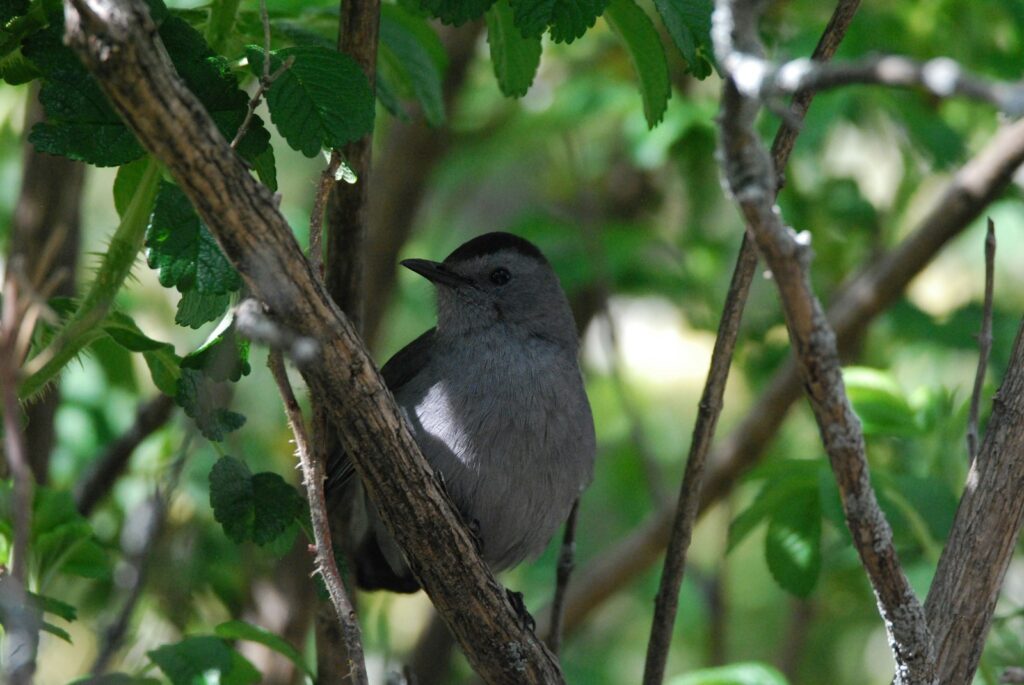 small bird resting on a tree branch under the shade of leaves