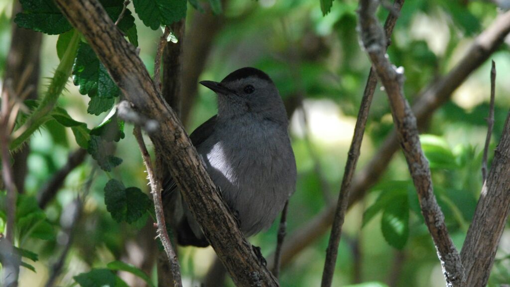 Small bird resting on a tree branch under the shade of leaves