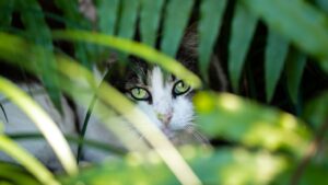 White and gray cat hidden among green plant leaves