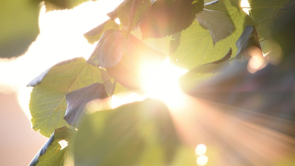 Sunlight beams shining through leaves