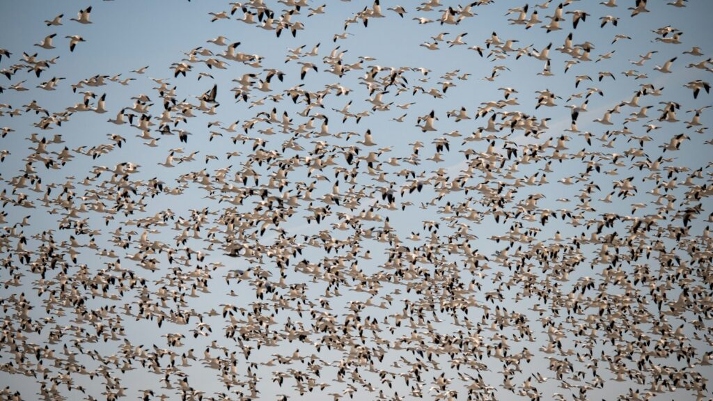 Large flock of geese flying in formation during migration season