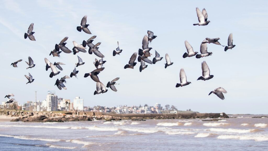 A Flock of gulls flying over the sea during daytime.
