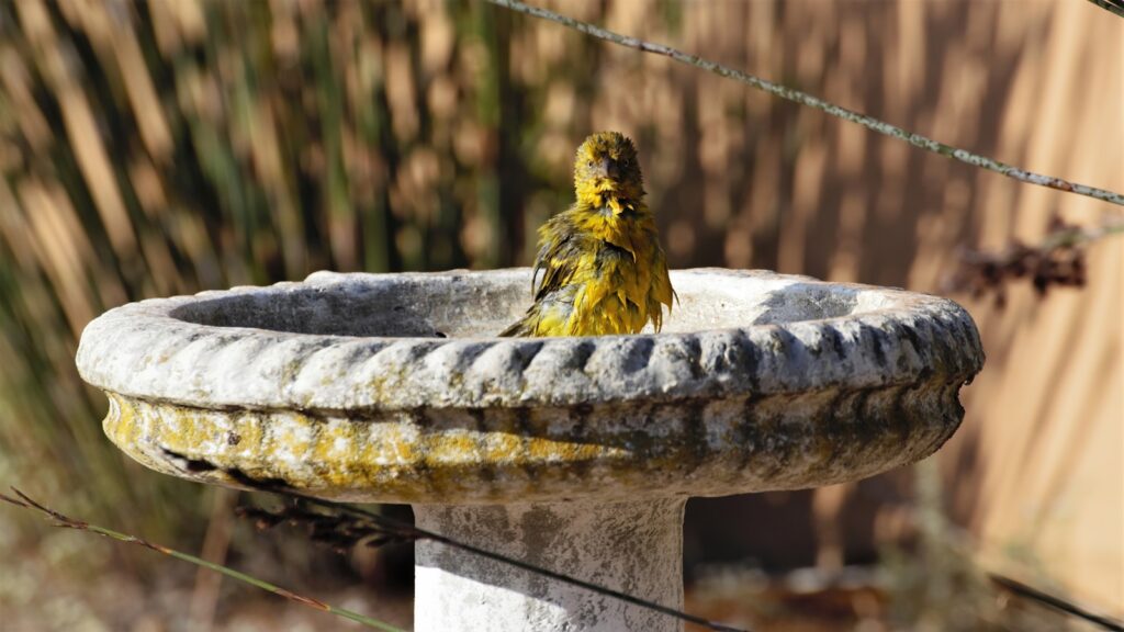 A Yellow Weaver takes a bath.