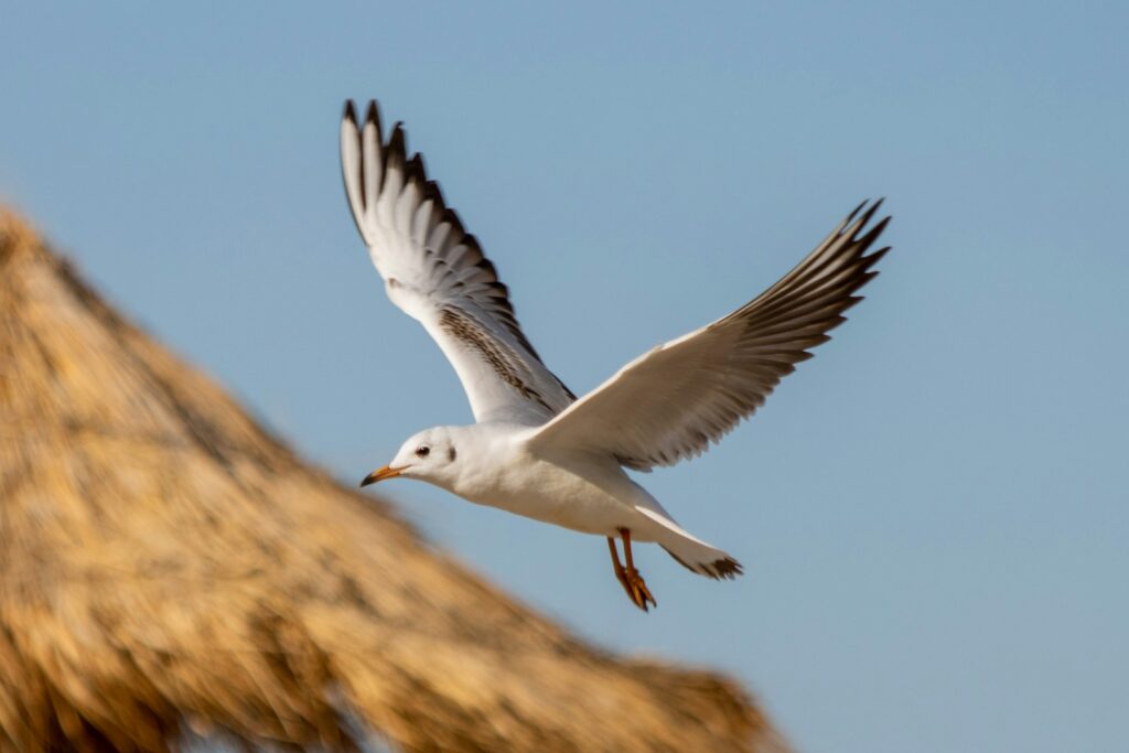 A gull is shown in flight with its wings spread against a blue sky.